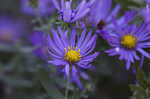 New England aster